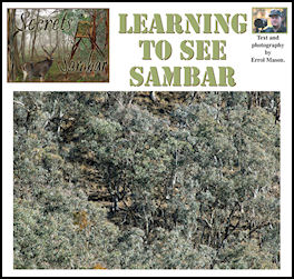 Secrets of the Sambar  Learning to See Sambar - page 62 Issue 62 (click the pic for an enlarged view)