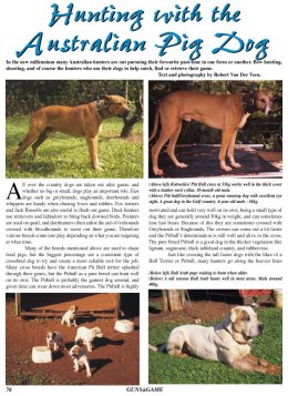 Hunting With The Australian Pig Dog - page 76 Issue 37 (click the pic for an enlarged view)