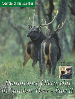 Secrets of the Sambar - Sambar Dominance Hierarchy Part II - page 50 Issue 45 (click the pic for an enlarged view)