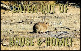 Eaten out of house and home - page 44 Issue 65 (click the pic for an enlarged view)