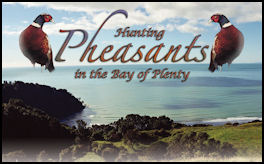Hunting Pheasant in the Bay of Plenty - page 66 Issue 52 (click the pic for an enlarged view)