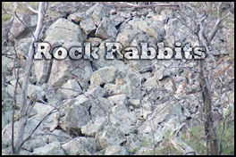 Rock Rabbits - page 68 Issue 56 (click the pic for an enlarged view)