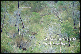 Secrets of the Sambar  A Day in the Life of a Sambar - page 66 Issue 63 (click the pic for an enlarged view)