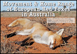 Home Range of the Red Fox - page 42 Issue 67 (click the pic for an enlarged view)