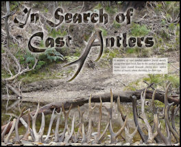 In Search of Cast Antlers - page 66 Issue 67 (click the pic for an enlarged view)