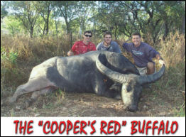 'Cooper's Red' Buffalo - page 74 Issue 56 (click the pic for an enlarged view)