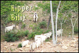 Ripper Billy - page 42 Issue 60 (click the pic for an enlarged view)