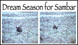 Dream Season for Sambar - page 60 Issue 64 (click the pic for an enlarged view)