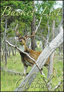 Bucket List Chital (page 80) Issue 80 (click the pic for an enlarged view)