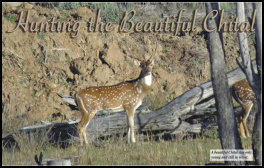 Hunting The Beautiful Chital (page 120) Issue 88 (click the pic for an enlarged view)