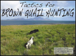 Tactics For Brown Quail Hunting (page 56) Issue 88 (click the pic for an enlarged view)