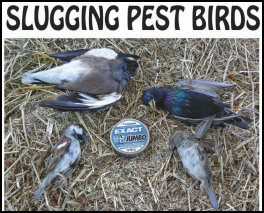 Slugging Pest Birds (page 72) Issue 88 (click the pic for an enlarged view)