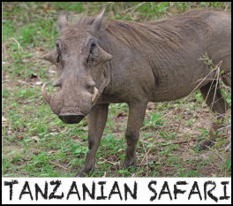 Tanzanian Safari (page 92) Issue 88 (click the pic for an enlarged view)
