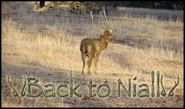 Back to Niall - page 85 Issue 62 (click the pic for an enlarged view)