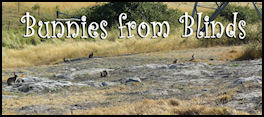 Bunnies from Blinds - page 38 Issue 66 (click the pic for an enlarged view)