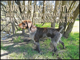 Gun Dog in the City: Part 3 � What is important when training your dog? - page 136 Issue 74 (click the pic for an enlarged view)