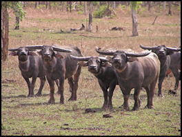 Big Buff of Mary River - page 40 Issue 74 (click the pic for an enlarged view)