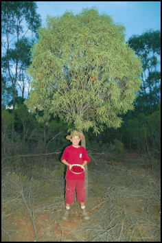 Quandong Pie - page 42 Issue 53 (click the pic for an enlarged view)