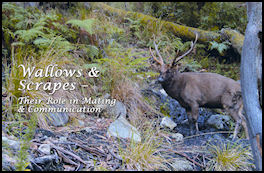 Secrets of the Sambar � Wallows & Scrapes - page 66 Issue 61 (click the pic for an enlarged view)