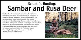 Scientific Hunting: Sambar and Rusa Deer (page 100) Issue 81 (click the pic for an enlarged view)