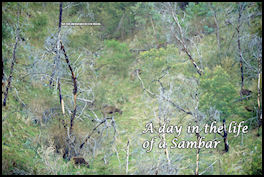Secrets of the Sambar � A Day in the Life of a Sambar - page 66 Issue 63 (click the pic for an enlarged view)