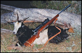 Sako 85 Varmint - .260 Rem - page 122 Issue 75 (click the pic for an enlarged view)