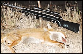 Swarovski Z3 4-12x50 LBT by Andy Montgomery (p115) Issue 79 (click the pic for an enlarged view)