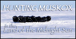Hunting Muskox - page 118 Issue 64 (click the pic for an enlarged view)