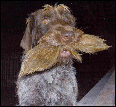 Gundog in the City... Part 5: The Teenage Dog - page 120 Issue 76 (click the pic for an enlarged view)