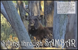 Sifting Through Sambar (page 78) Issue 88 (click the pic for an enlarged view)